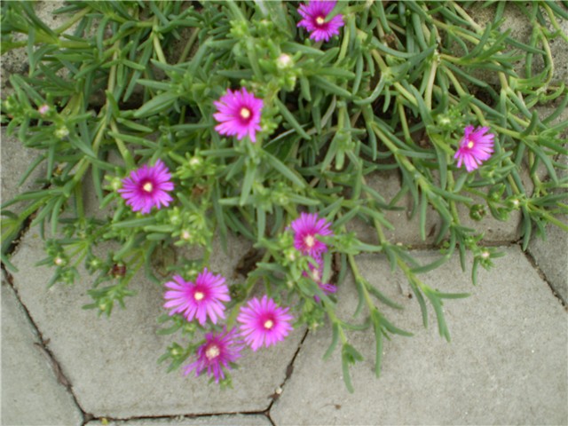 delosperma